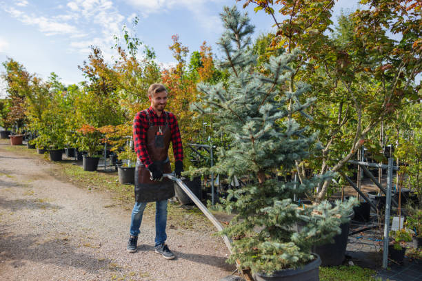 Reliable Orofino, ID Tree Service Solutions